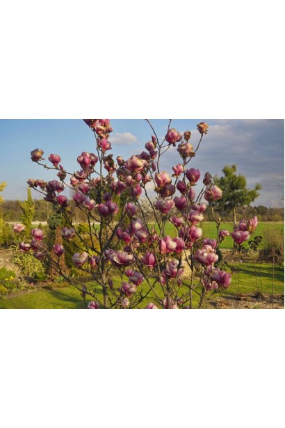 Magnolia Ломбарді Роуз бутони